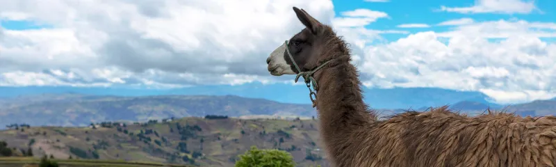 Lama på fjelltopp fjell landskap i Ecuador